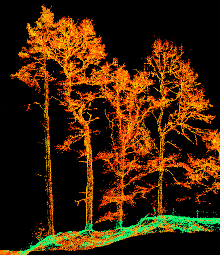 Schnitt durch eine LiDAR-Punktwolke einer Waldfläche zur Einzelbaumerfassung
